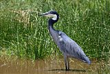 Black-headed Heron